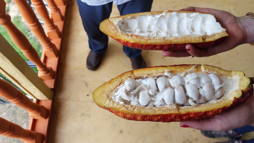 cacao pod opened in half